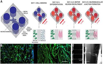 Critical Considerations for the Design of Multi-Organ Microphysiological Systems (MPS)